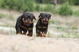 ROTTWEILER 283